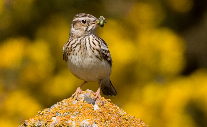 Woodlark by John Miller www.kellingnaturegallery.fotopic.net