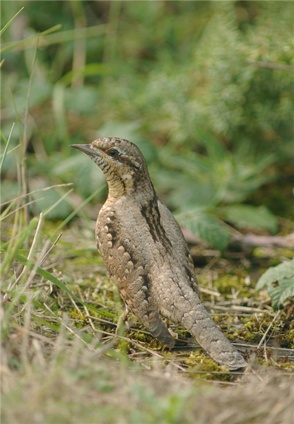 Wryneck by Julain Bhalerao