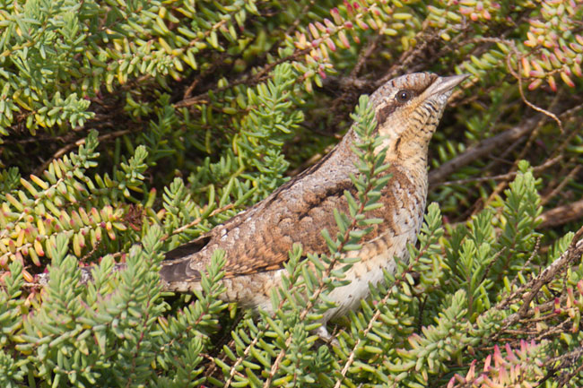 Wryneck by Steve Gantlett www.birdingworld.co.uk / www.sgbirdandwildlifephotos.co.uk