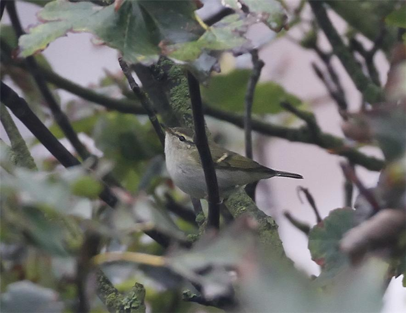 Yellow-browed Warbler by Dave Mansell