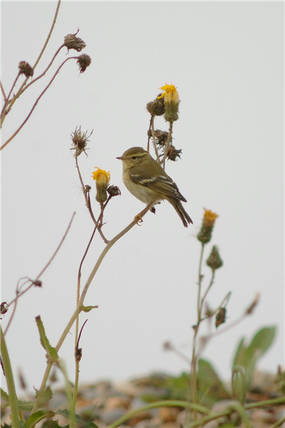 Yellow-browed Warbler by Julian Bhalerao