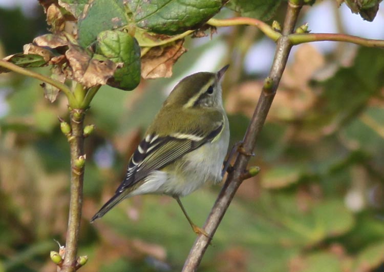 Yellow-browed Warbler by Will Soar