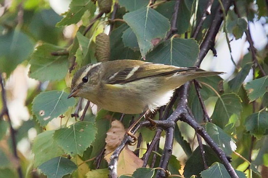 Yellow-browed Warbler by Steve Gantlett www.birdingworld.co.uk / www.sgbirdandwildlifephotos.co.uk