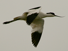 Avocet © Dave Appleton, www.gobirding.eu