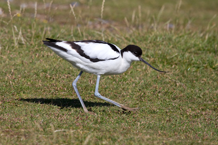 Avocet by John Miller www.kellingnaturegallery.fotopic.net