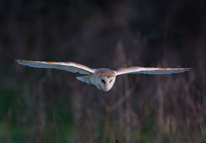 Bar Owl by John Miller www.kellingnaturegallery.fotopic.net