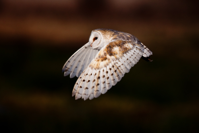 Bar Owl by John Miller www.kellingnaturegallery.fotopic.net