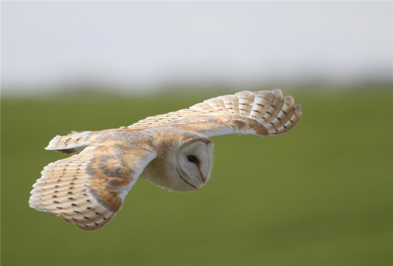 Barn owl by Dave Mansell