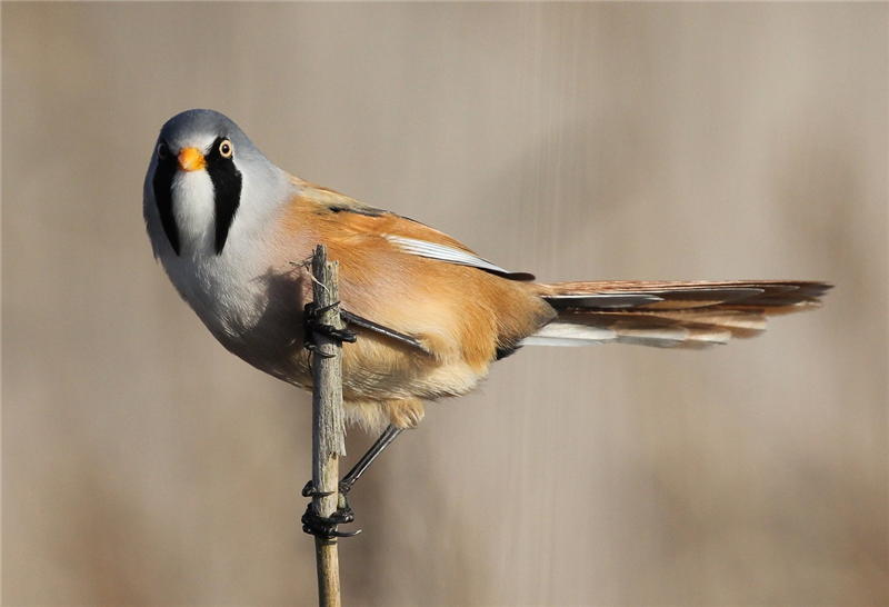 Bearded Tit by Sue Lawlor