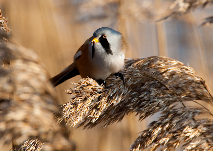 Bearded Tit by John Miller www.kellingnaturegallery.fotopic.net 