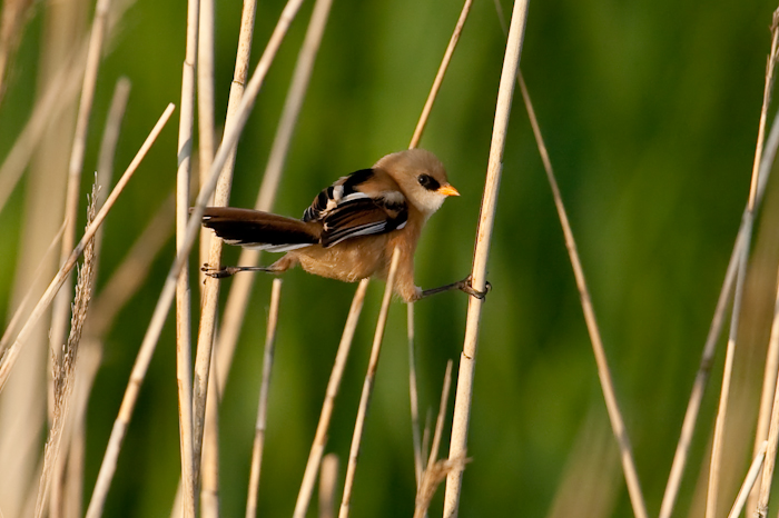 Bearded Tit by John Miller www.kellingnaturegallery.fotopic.net