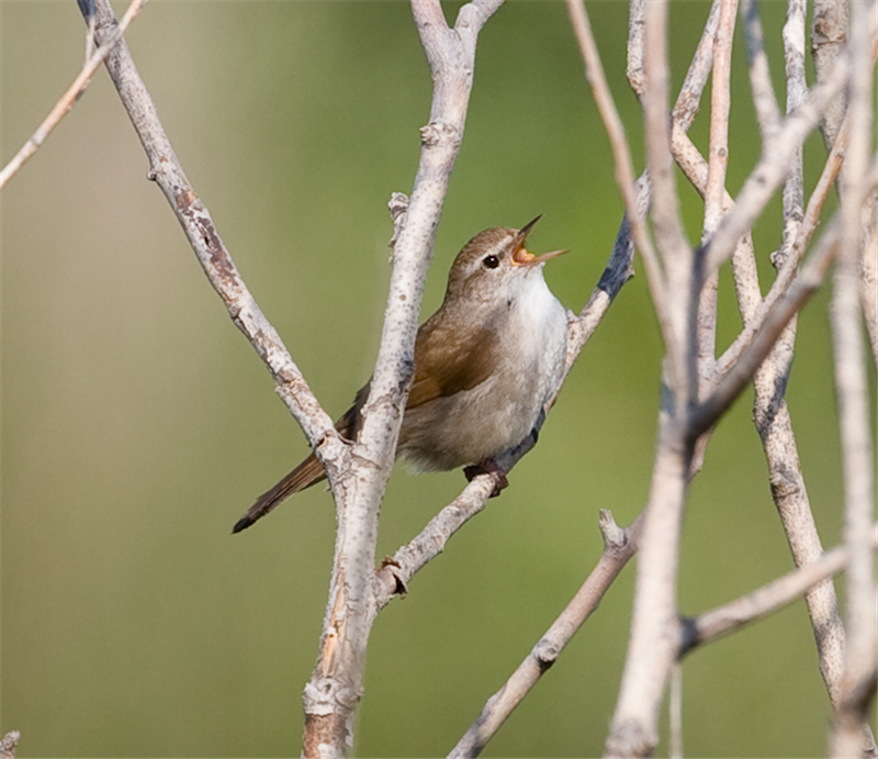 Cetti's Warbler by John Miller www.kellingnaturegallery.fotopic.net