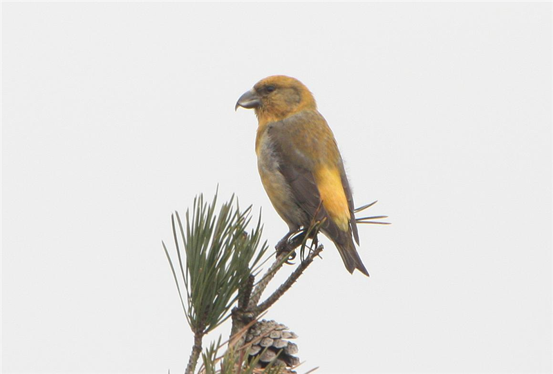 Common Crossbill by Dave Mansell