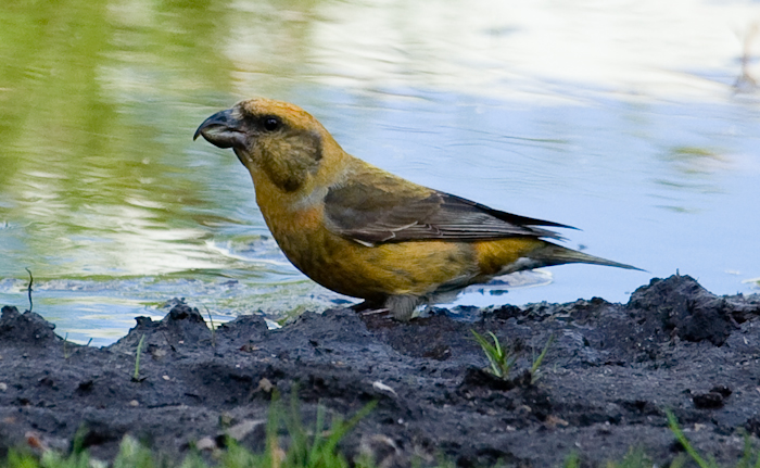 Common Crossbill by by John Miller www.kellingnaturegallery.fotopic.net