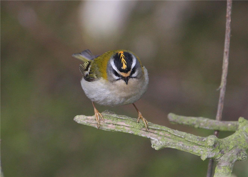 Firecrest by Dave Mansell