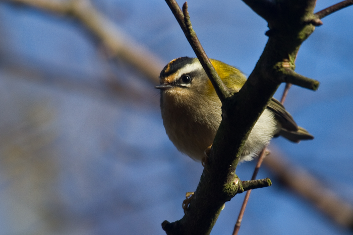 Firecrest by John Miller www.kellingnaturegallery.fotopic.net