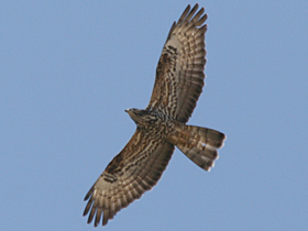 Honey Buzzard © Dave Appleton, www.gobirding.eu