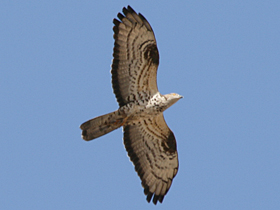 Honey Buzzard © Dave Appleton, www.gobirding.eu