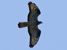 Honey Buzzard © Dave Appleton, www.gobirding.eu