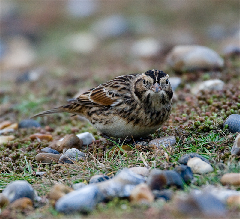 Lapland Bunting by John Miller www.kellingnaturegallery.fotopic.net