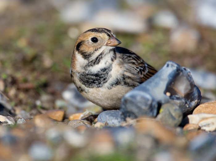 Lapland Bunting by John Miller www.kellingnaturegallery.fotopic.net