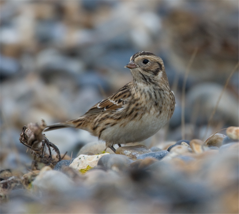 Lapland Bunting by John Miller www.kellingnaturegallery.fotopic.net