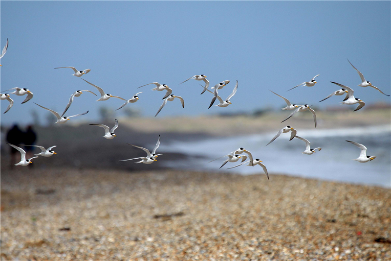 Little Terns by Nick Appleton
