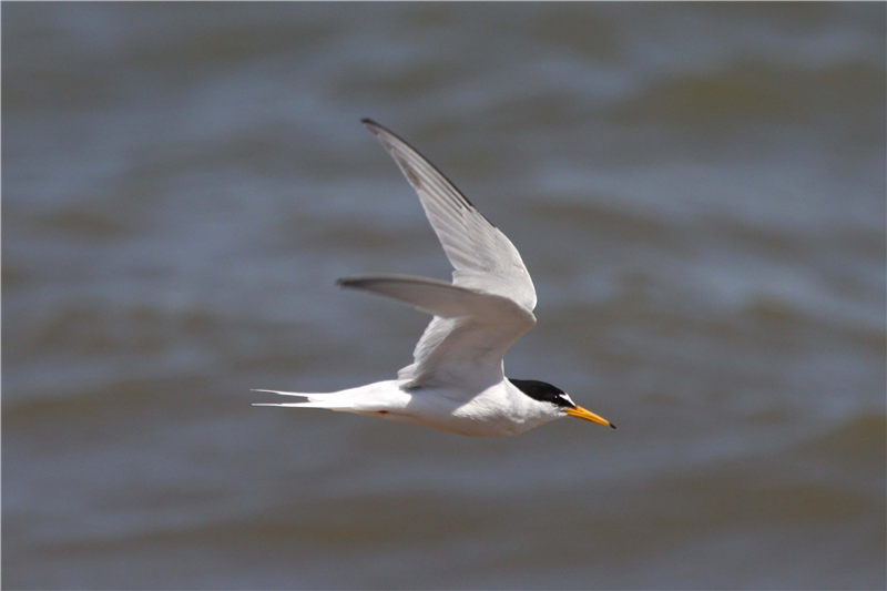 Little Tern by Nick Appleton