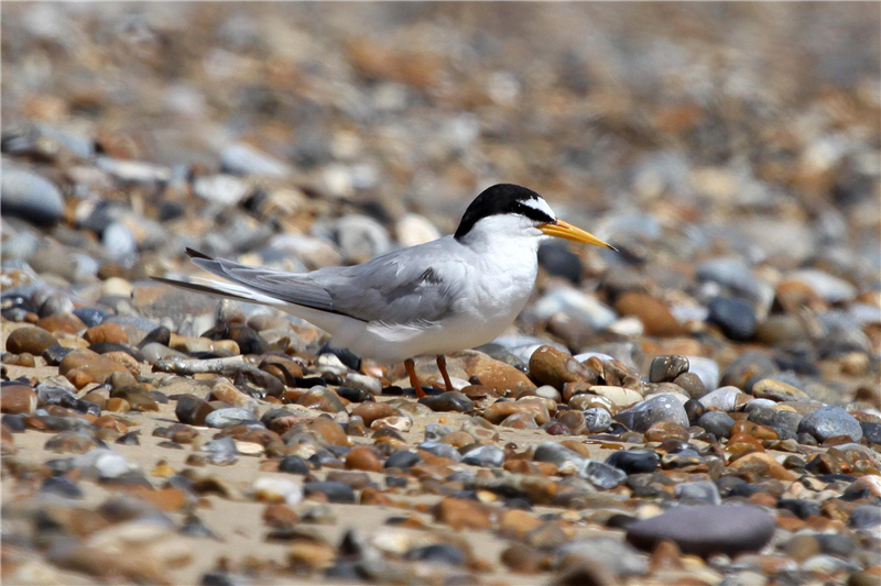 Little Tern by Nick Appleton