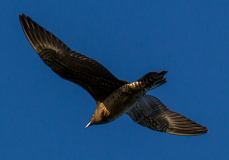 Long-tailed skua by Clive Keable