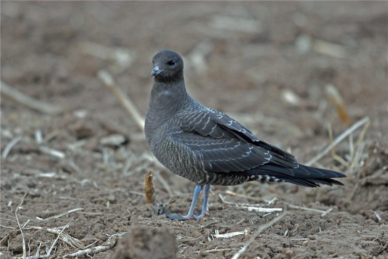 Long-tailed skua by Leigh Wright