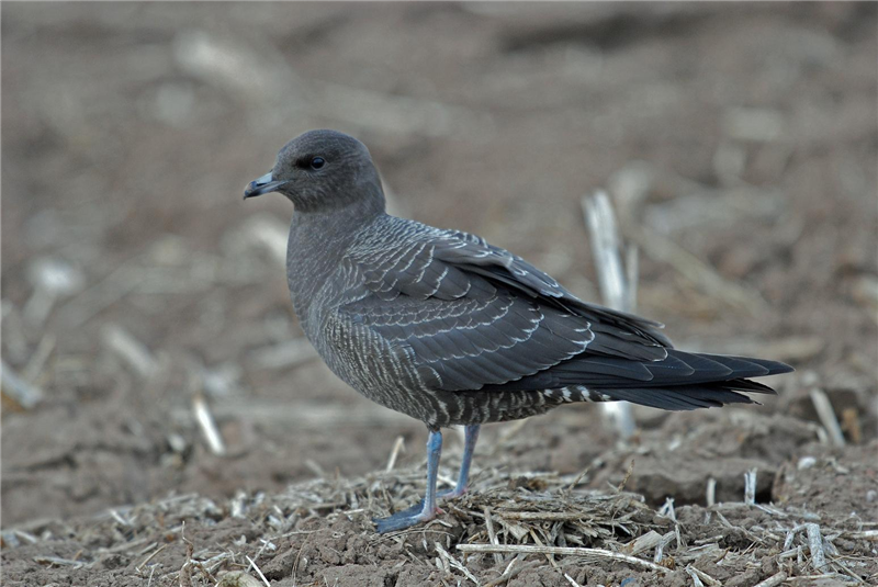 Long-tailed skua by Leigh Wright