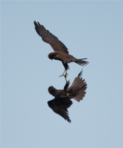 Marsh Harrier by John Miller www.kellingnaturegallery.fotopic.net