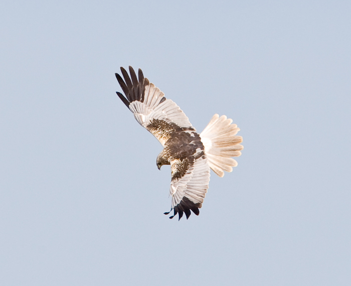 Marsh Harrier by John Miller www.kellingnaturegallery.fotopic.net