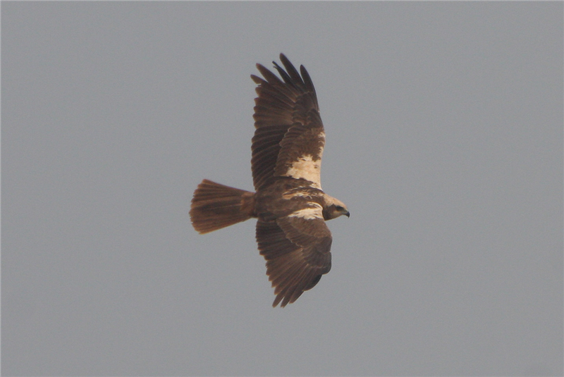 Marsh Harrier by Dave Mansell