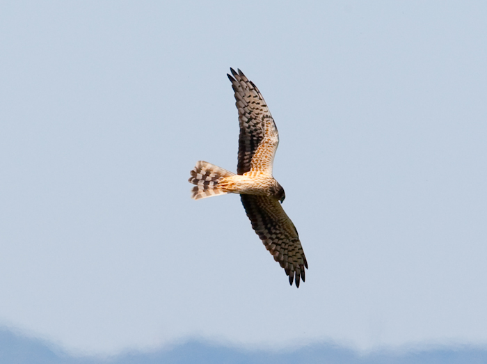 Montagu's Harrier by John Miller www.kellingnaturegallery.fotopic.net