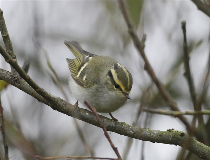 Pallas's Warbler by Dave Mansell