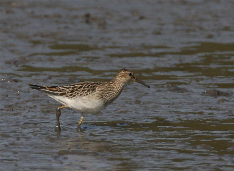 Pectoral Sandpiper by Dave Mansell