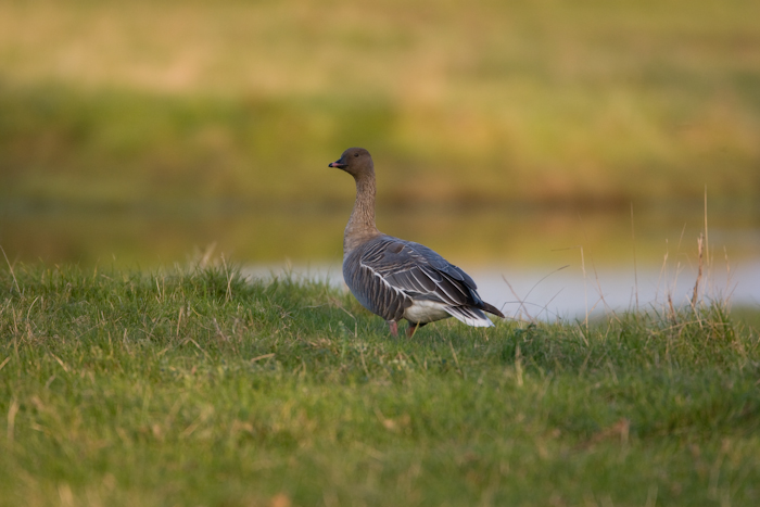 Pink-footed Goose by John Miller www.kellingnaturegallery.fotopic.net