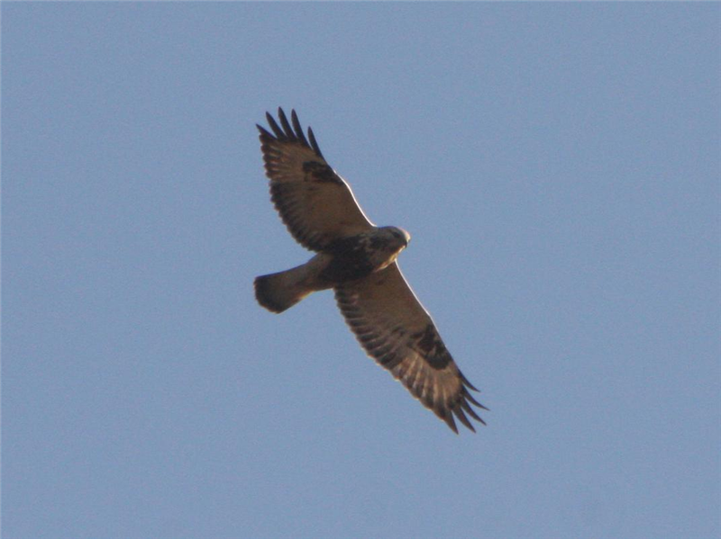 Rough-legged Buzzard by Dave Mansell