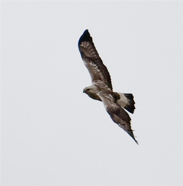 Rough-legged Buzzard by John Miller www.kellingnaturegallery.fotopic.net