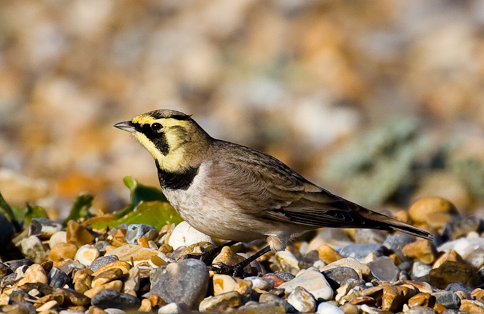 Shorelark by John Miller www.kellingnaturegallery.fotopic.net