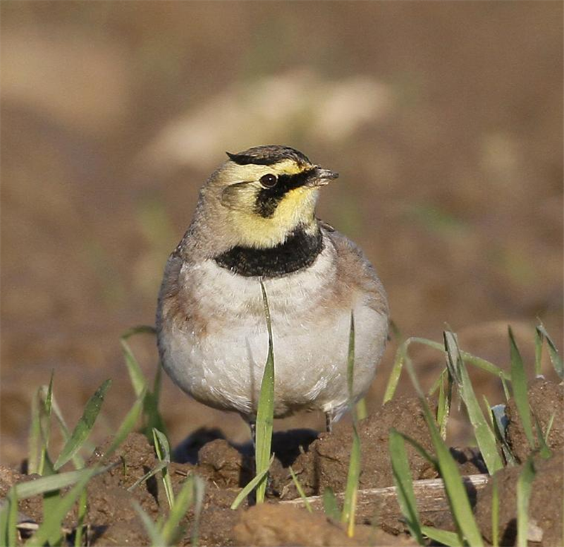 Shorelark by Dave mansell