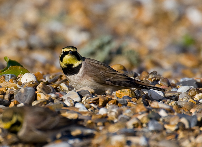 Shorelark by John Miller www.kellingnaturegallery.fotopic.net