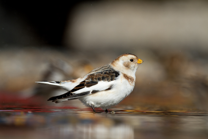 Snow Bunting by John Miller www.kellingnaturegallery.fotopic.net