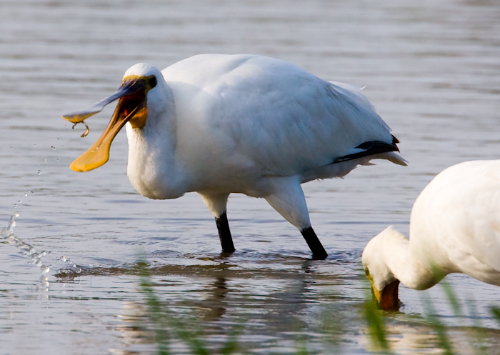 Spoonbill by John Miller www.kellingnaturegallery.fotopic.net