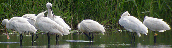 Spoonbills © Dave Appleton, www.gobirding.eu