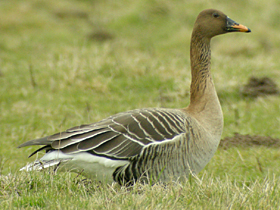 Taiga Bean Goose © Dave Appleton, www.gobirding.eu