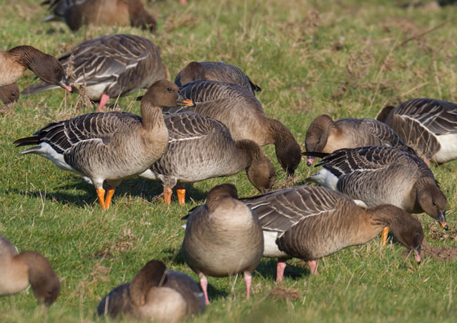 Tundra Bean Geese by Steve Gantlett www.birdingworld.co.uk / www.sgbirdandwildlifephotos.co.uk