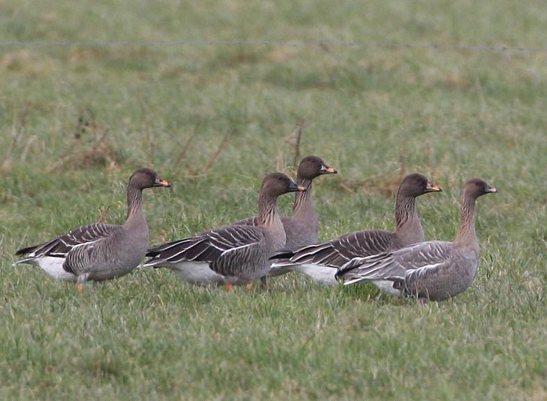 Tundra Bean Geese by Dave Mansell